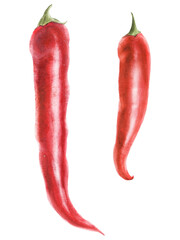 Modern watercolor botanical illustration of four red hot chili peppers