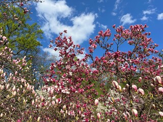 Obraz premium Magnolia trees pink purple white flowers spring blossom in garden .