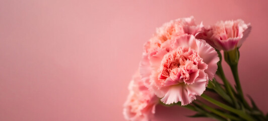 Pink carnations on pink background, Banner with flowers