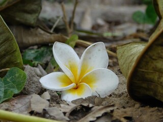 white frangipani flower
