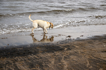 Golden Retriever running on the beach