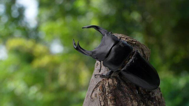 オオクワガタが木の上で動く4K動画