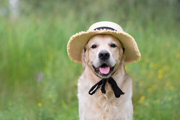 A cute dog sits on the grass wearing a straw hat on a summer day. Golden Retriever hiding from the heat under his hat