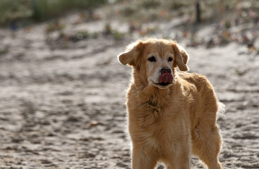 A dog on the beach in wind and weather.