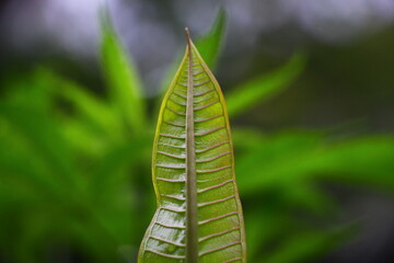 Details from a young frangipani tree leaf 