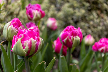 Obraz premium Curly-leaved pink tulip garden, close-up.