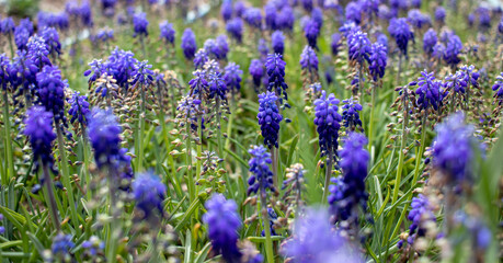 Obraz premium Purple wildflowers garden, close-up. garden flower in spring.