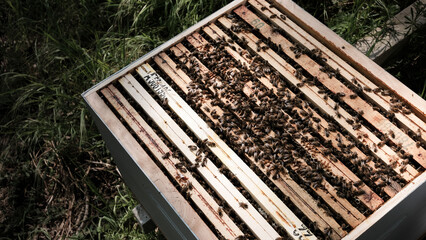 Apiculture, apiculteur, abeilles et miel - obrazy, fototapety, plakaty