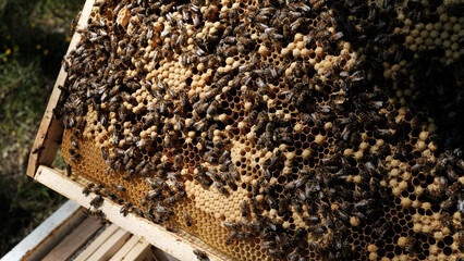 Apiculture, apiculteur, abeilles et miel