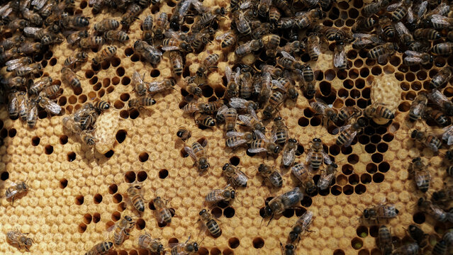 Apiculture, apiculteur, abeilles et miel