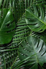 Naklejka na ściany i meble Tropical palm monstera leaves isolated on gray table background.