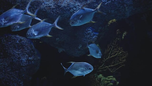 The permit Trachinotus falcatus is a game fish of the western Atlantic Ocean. In rocks and corals.