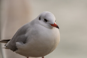 Obraz premium Confident and beautiful seagull on Lake Constance on one