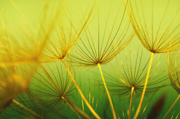 Dandelion flower  abstract background