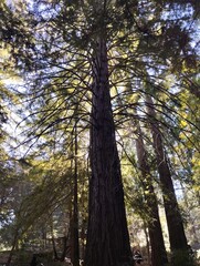 trees in the forest