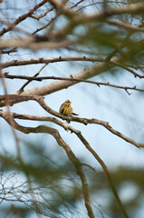 Kulczyk zwyczajny, ptaki żyjące w Polsce © Freshfanpage