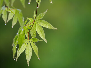 雨に濡れる新緑　カエデ