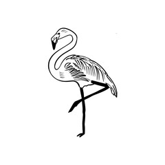 Vector sketch hand drawn flamingo silhouette, line art