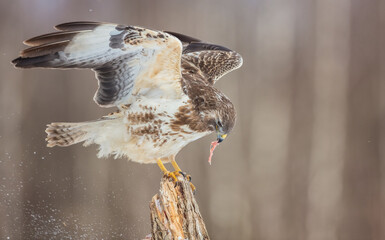 Common Buzzard in early spring at a wet forest