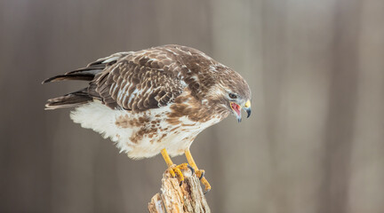 Common Buzzard in early spring at a wet forest