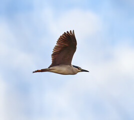 Night heron in flight