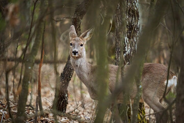 Female roe deer hiding in the forest