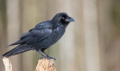 Common Raven - in winter at a wet forest