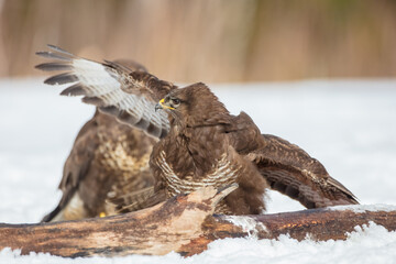 Common Buzzard in early spring at a wet forest