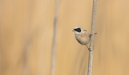 Eurasian Penduline Tit  at the wetland in spring