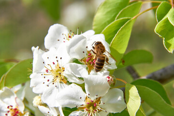 A bee collects pollen from flowers of fruit trees in baskets on its hind legs - obrazy, fototapety, plakaty