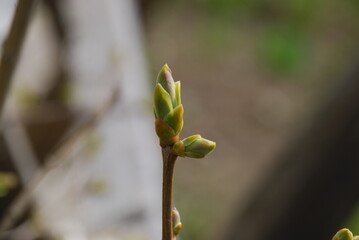 Green buds on brown branches. Light brown and gray branches of lilac, on which green buds have begun to bloom. Against the background of branches of other trees and bushes.