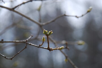 Green buds on brown branches. Light brown and gray branches of lilac, on which green buds have begun to bloom. Against the background of branches of other trees and bushes.