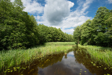 Lakeside on a sunny summer day