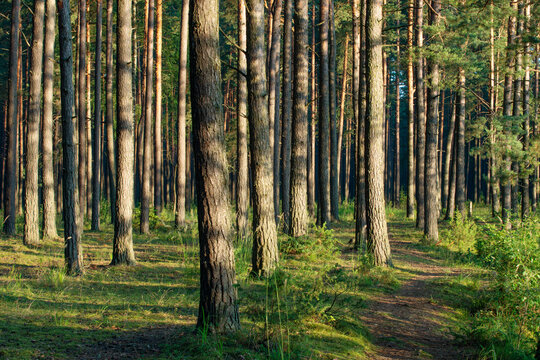 Pine forest