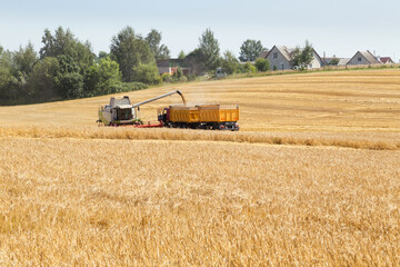 Obraz premium Harvesting with combines