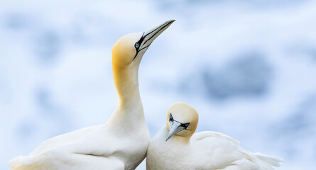 Northern gannets at Bempton Cliffs, Est Yorkshire 