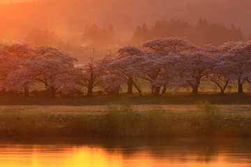 朝焼けに染まる桜並木