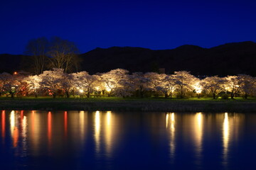 Fototapeta na wymiar ライトアップの夜桜