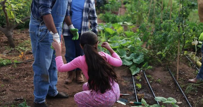Infdian father and children having fun together in house vegetables garden outdoor - Vegetarian, healthy food and family education concept -