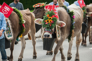 Alpabfahrt in Ennetbürgen, Kanton Nidwalden, Schweiz