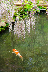 【奈良県】奈良市 萬葉植物園  (2023/04/18撮影)