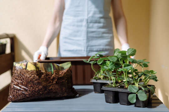 Seedlings with strawberries close to bag with soil. Woman gardening on a balcony