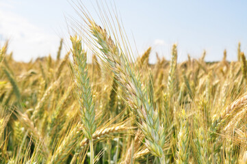 Grown crop of cereals, close-up of wheat seeds, plants in the field