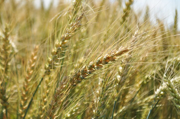 Grown crop of cereals, close-up of wheat seeds, plants in the field