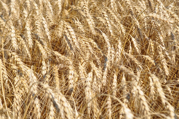 Grown crop of cereals, close-up of wheat seeds, plants in the field