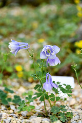 ミヤマオダマキ