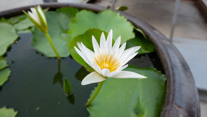 white water lily