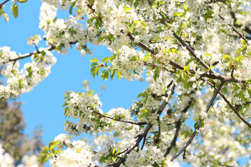 Branches of blossoming white cherries against a blue sky, selective focus. Blooming tree in spring, branches in different focus. Natural background