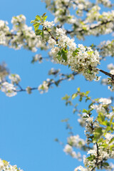 Branches of blossoming white cherries close-up. Blooming spring tree against the blue sky, natural background. Photo for a banner with a spring background of a blossoming fruit tree