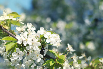 Branches of blossoming white cherries close-up. Blooming spring tree against the blue sky, natural background. Photo for a banner with a spring background of a blossoming fruit tree